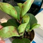 Peperomia magnoliifolia ഇല