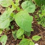 Chenopodium polyspermum Blad