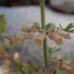 Teucrium botrys Fruit