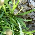 Tolpis staticifolia Blatt