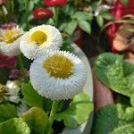 Bellis rotundifolia Flower