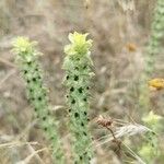 Sideritis montana Leaf