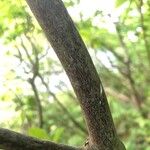 Rhododendron periclymenoides Bark