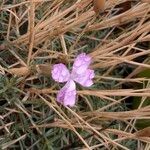 Dianthus pungens Blüte