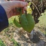 Ipomoea arborescens Leaf