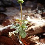 Adoxa moschatellina Hoja