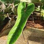 Ipomoea mombassana Leaf