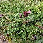Pedicularis orthantha Flor