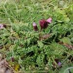 Pedicularis orthantha Blodyn