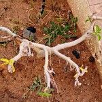 Adenium multiflorum Habitus