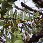 Psittacanthus robustus Feuille