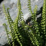 Asplenium trichomanes-ramosum অভ্যাস