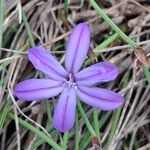 Aphyllanthes monspeliensis Blomma