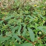Euphorbia hyssopifolia पत्ता