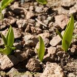 Ophioglossum azoricum Buveinė