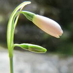 Acis longifolia Kvet