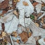 Magnolia macrophylla Leaf