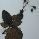 Maripa scandens Beste bat