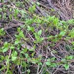 Clematis ligusticifolia Hoja