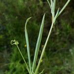 Lathyrus angulatus 树皮