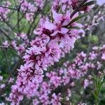 Prunus tenella Flower