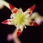 Graptopetalum amethystinum Цветок