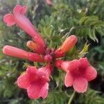 Campsis radicans花