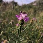 Centaurea asperaപുഷ്പം