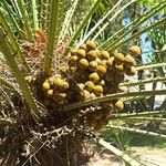 Chamaerops humilis Fruto