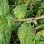 Agastache scrophulariifolia Coajă