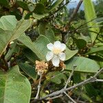 Psidium guineense 花