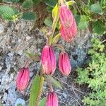 Lilium martagonFlor