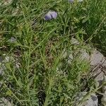 Linum alpinumLeht