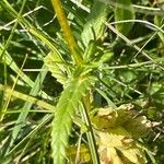 Rhinanthus minor Leaf