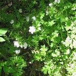 Nemophila phacelioides Habit