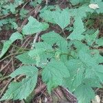 Rubus spectabilis Folio