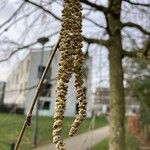 Corylus colurna Flors