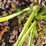 Nerine bowdenii Lehti