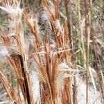 Andropogon bicornis Fruit