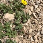 Potentilla crantziiFulla