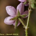 Spergularia fimbriata 花