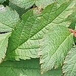 Astilbe rubra Yaprak