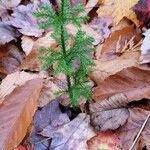 Lycopodium dendroideum Foglia