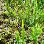 Lycopodium annotinum Yaprak