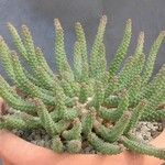 Euphorbia caput-medusae Агульны выгляд