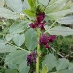 Vicia serratifolia Цвят
