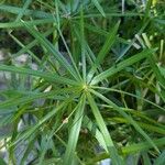 Cyperus alternifolius Leaf