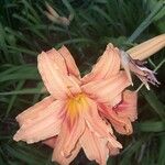 Hemerocallis minorKukka