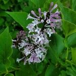 Syringa vulgarisKwiat