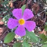 Cistus creticusফুল